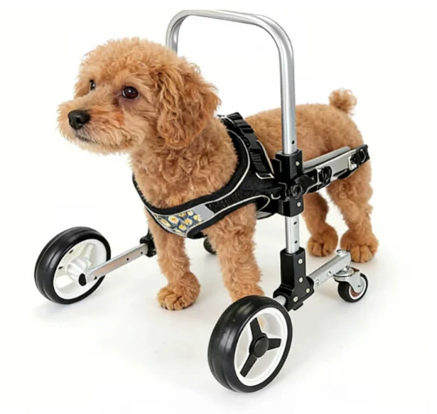 Carrozzina Arti Anteriori per Cani | Front Limb Wheelchair